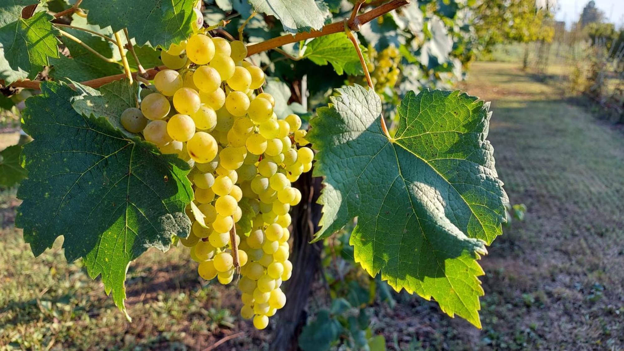 شقة Gocce Balsamiche Ravarino المظهر الخارجي الصورة